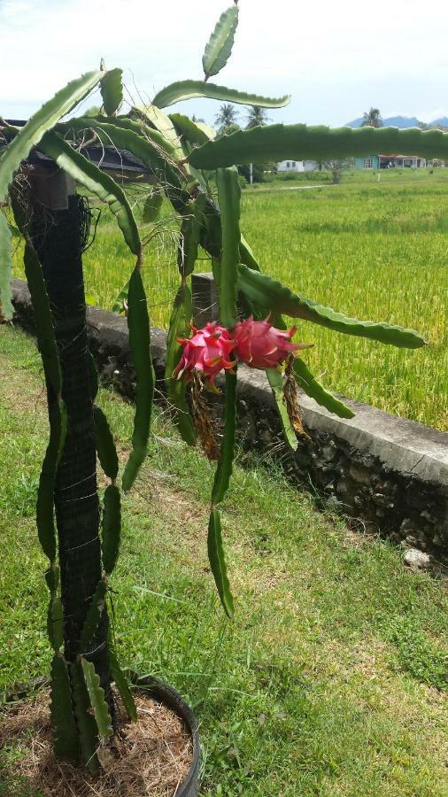 Tanabendang Banglos Pantai Cenang  Exterior foto
